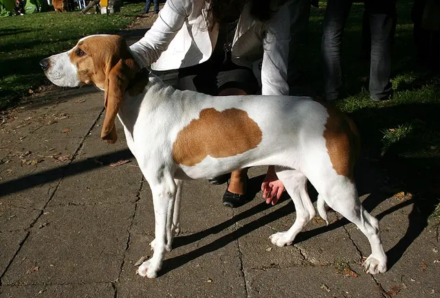 Chien courant schwytzois