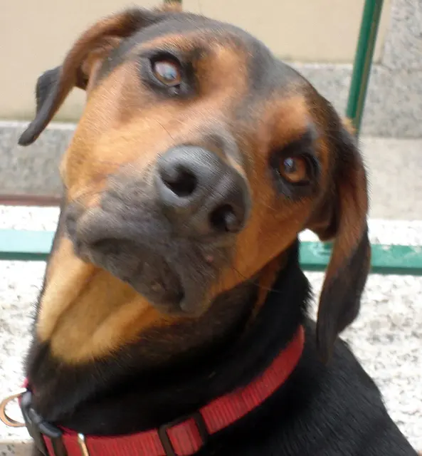 Chien courant serbe