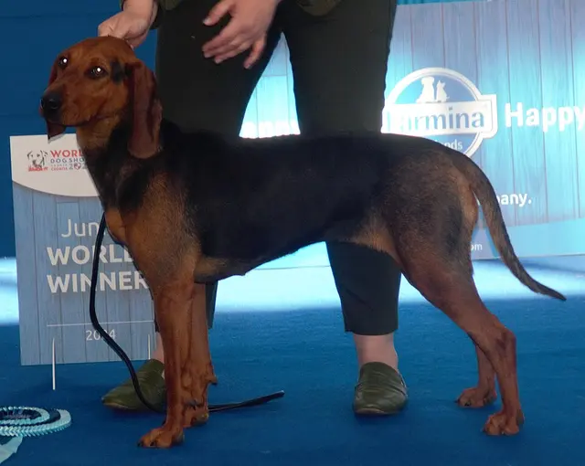 Chien courant serbe