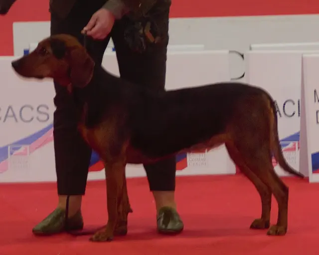 Chien courant serbe