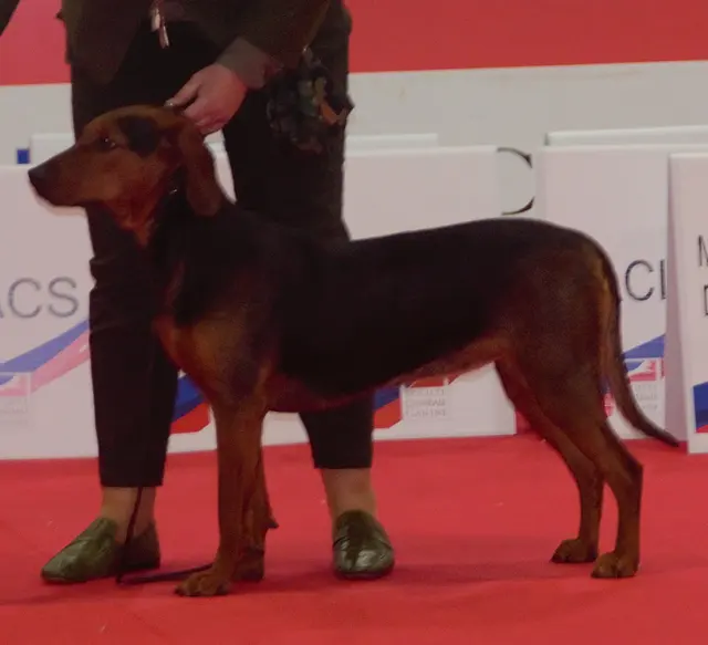 Chien courant serbe