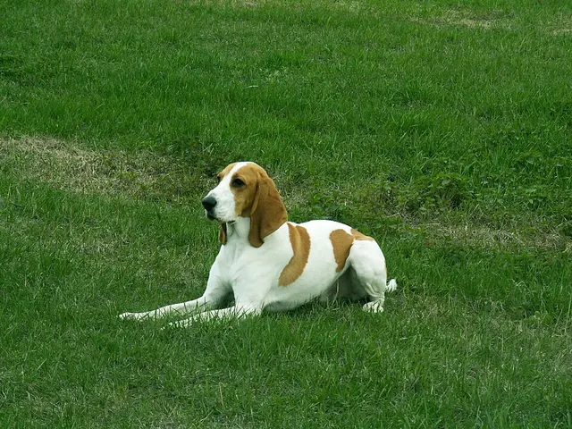 Chien courant suisse
