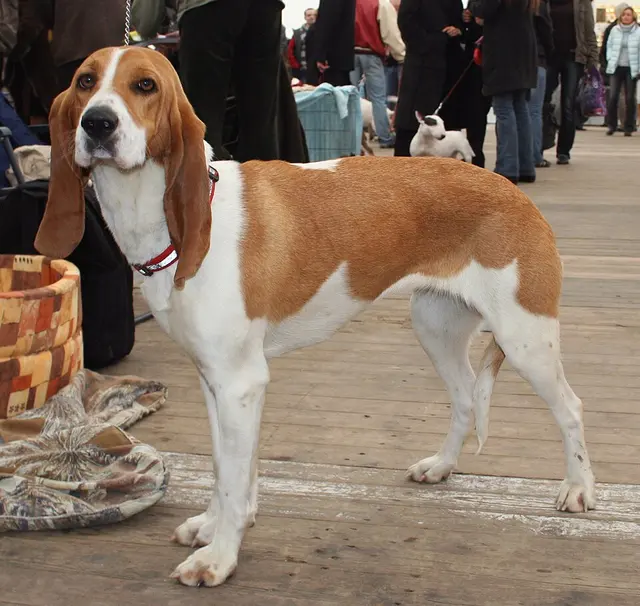 Chien courant suisse