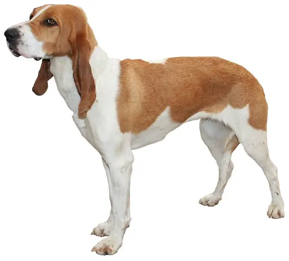 Chien courant suisse