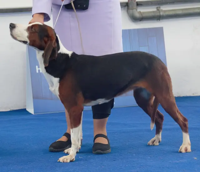 Chien courant tricolore serbe