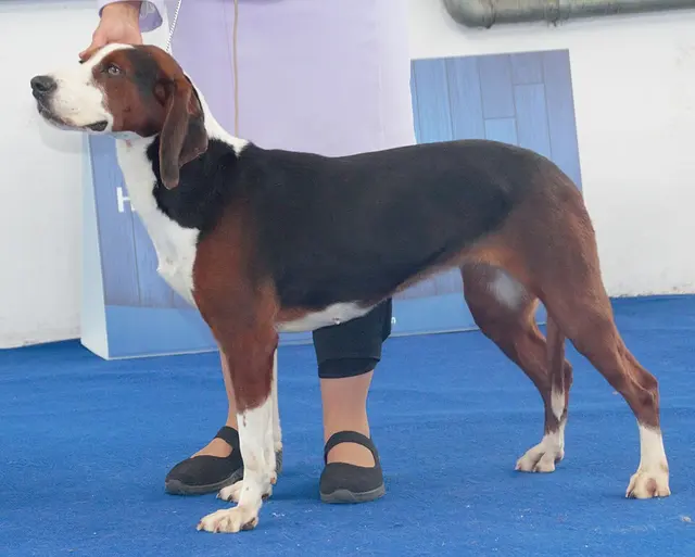 Chien courant tricolore serbe