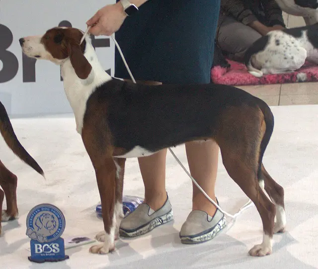 Chien courant tricolore serbe