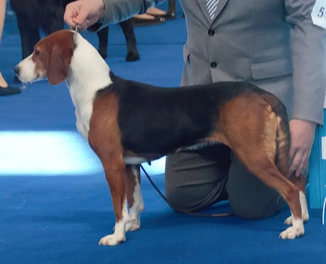 Chien courant tricolore serbe