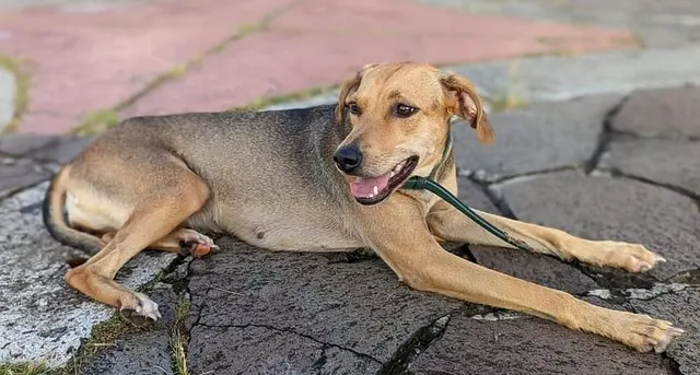Chien créole