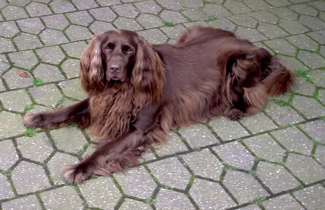 Chien d'arrêt allemand à poil long