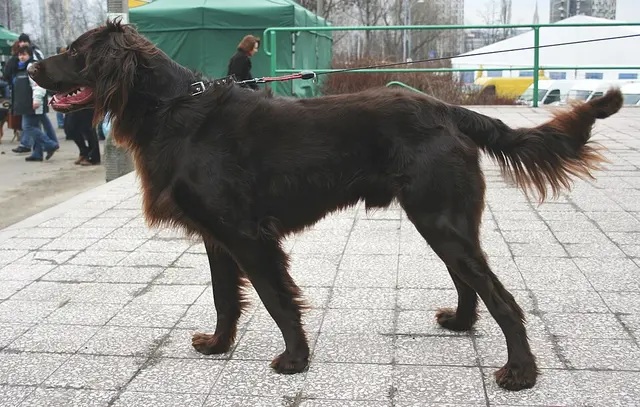 Chien d'arrêt allemand à poil long