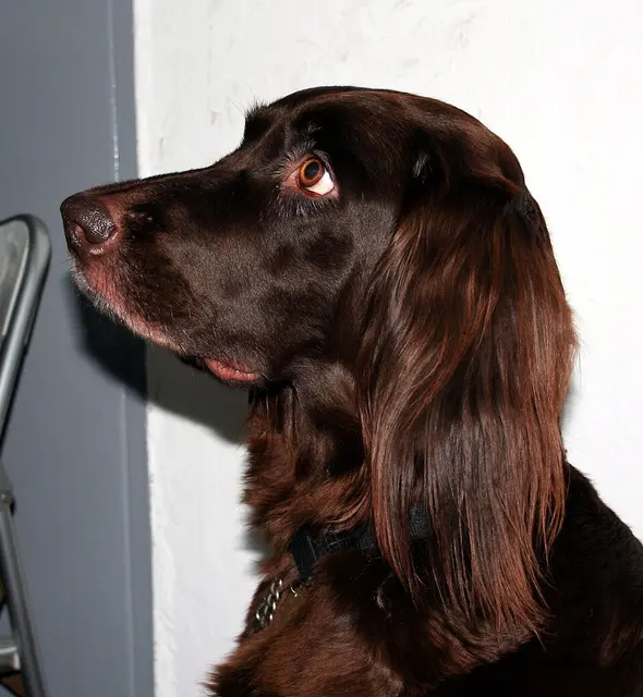 Chien d'arrêt allemand à poil long