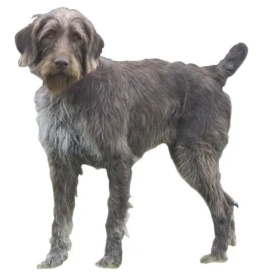 Chien d'arrêt allemand à poil raide