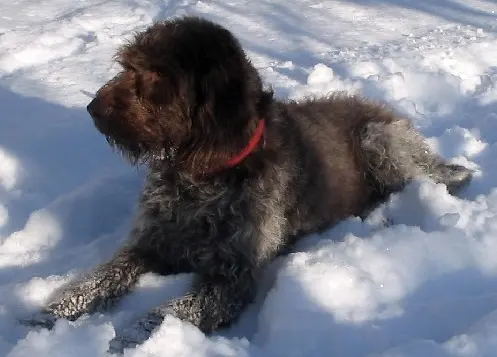 Chien d'arrêt allemand à poil raide