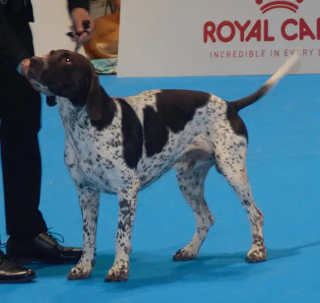 Chien d'arrêt danois ancestral