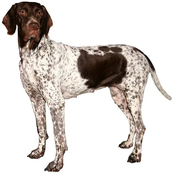 Chien d'arrêt danois ancestral