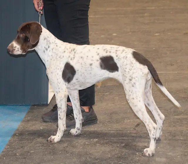 Chien d'arrêt danois ancestral