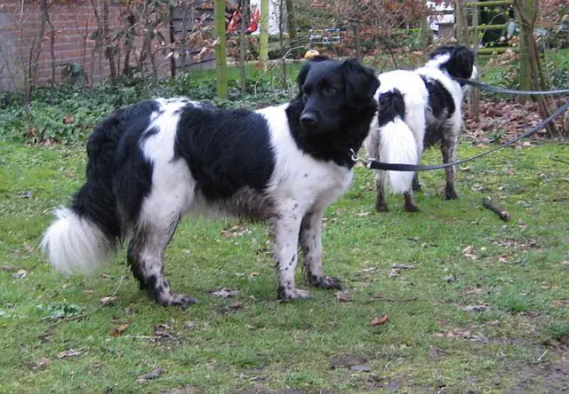Chien d'arrêt frison