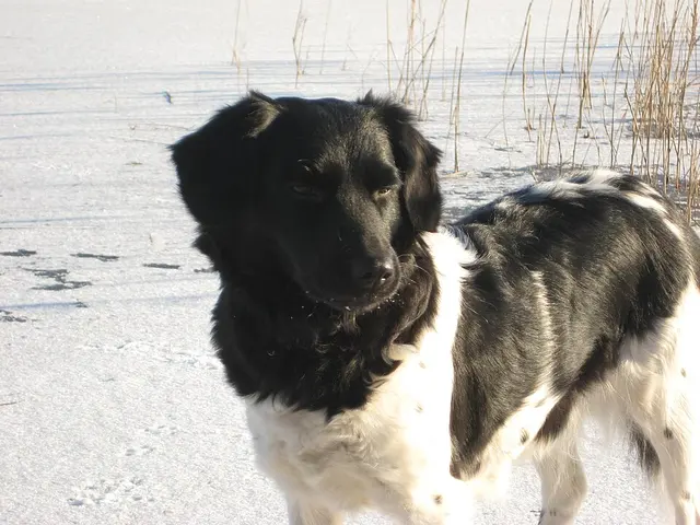 Chien d'arrêt frison