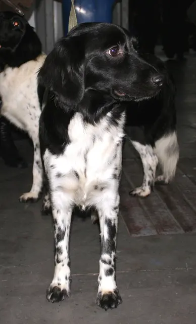 Chien d'arrêt frison