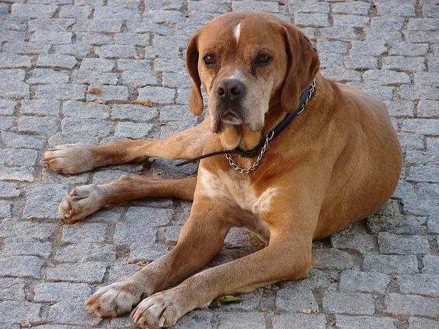 Chien d'arrêt portugais