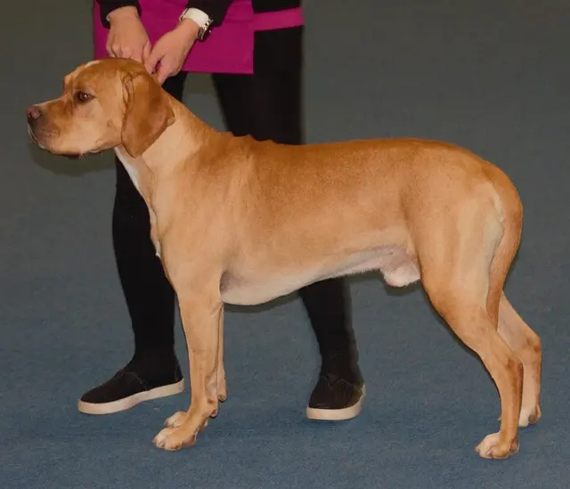 Chien d'arrêt portugais