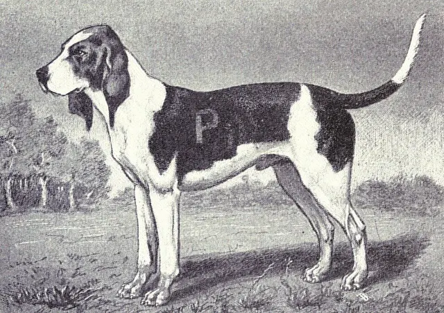 Chien d'Artois