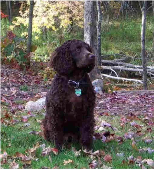 Chien d'eau américain