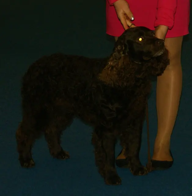 Chien d'eau américain