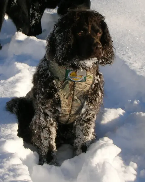 Chien d'eau américain