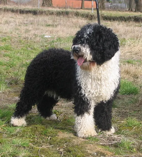 Chien d'eau espagnol