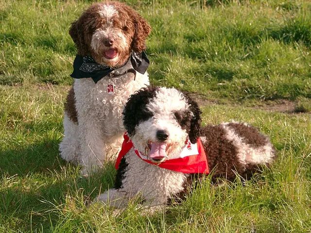 Chien d'eau espagnol