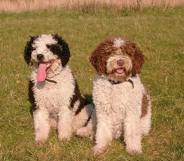 Chien d'eau espagnol