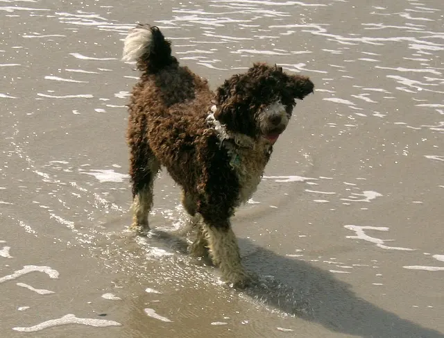 Chien d'eau espagnol
