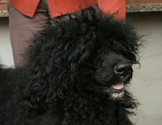 Chien d'eau portugais