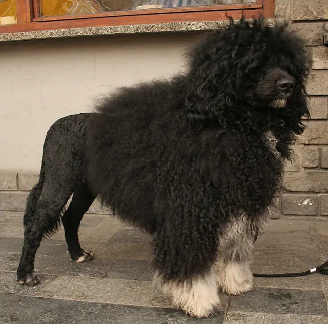 Chien d'eau portugais