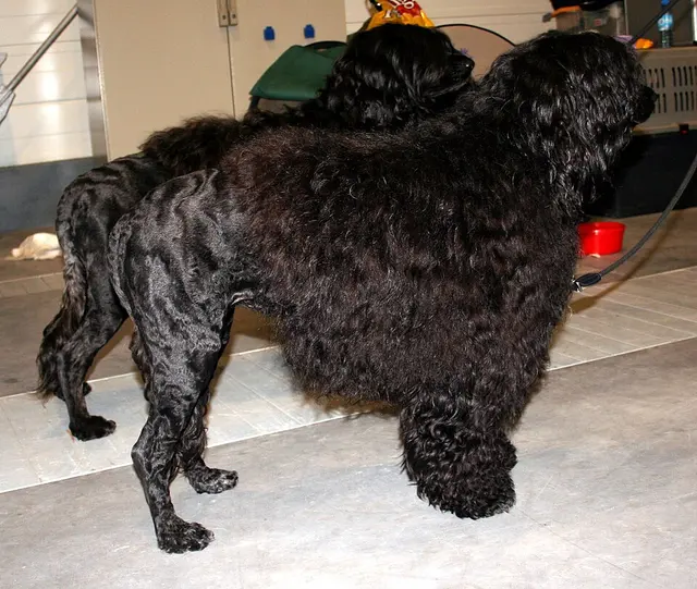 Chien d'eau portugais