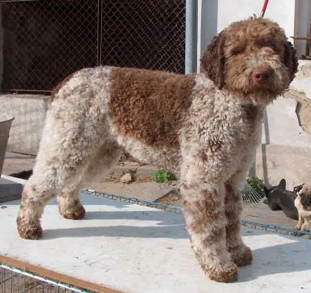 Chien d'eau romagnol