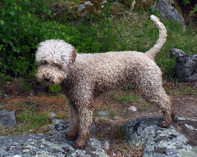 Chien d'eau romagnol