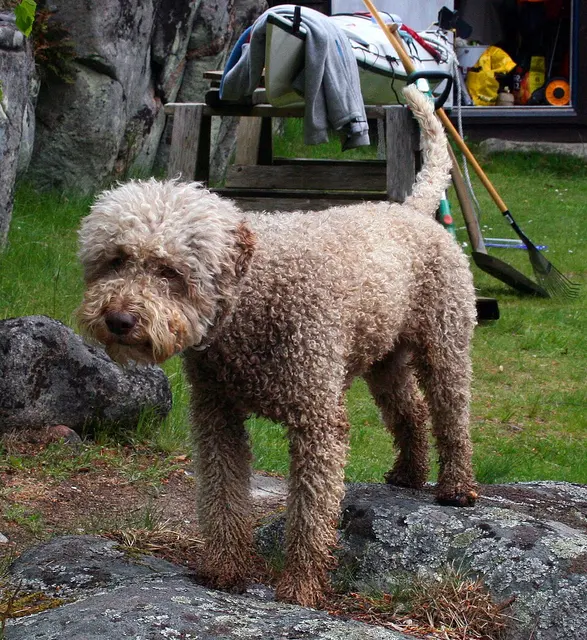 Chien d'eau romagnol