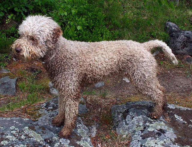 Chien d'eau romagnol