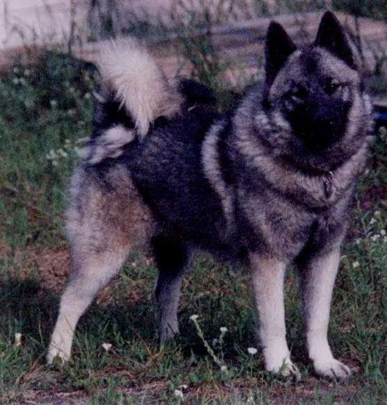 Chien d'élan norvégien gris