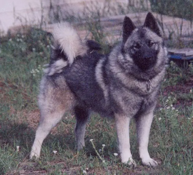 Chien d'élan norvégien gris