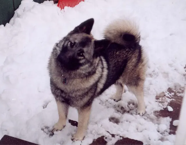 Chien d'élan norvégien gris