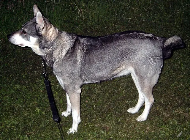 Chien d'élan suédois