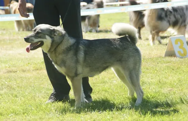 Chien d'élan suédois