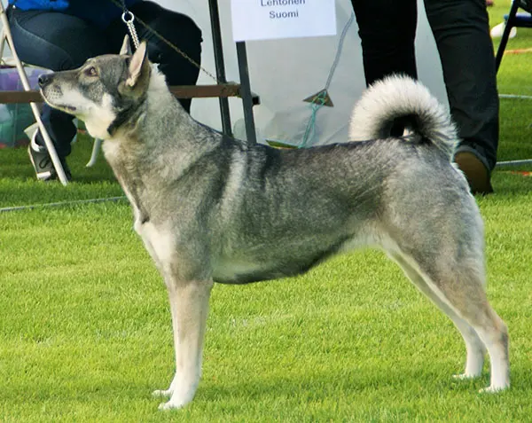 Chien d'élan suédois