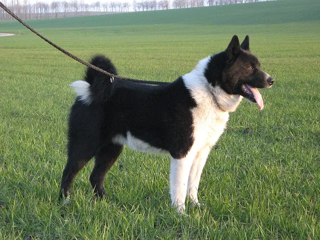 Chien d'ours de Carélie