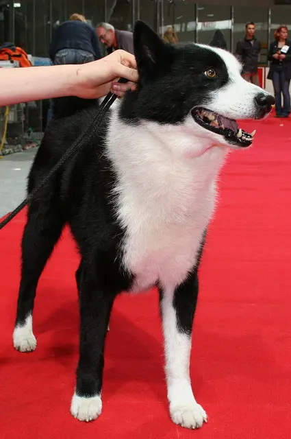 Chien d'ours de Carélie