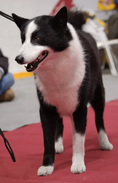 Chien d'ours de Carélie